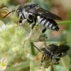 Coelioxys sp.
